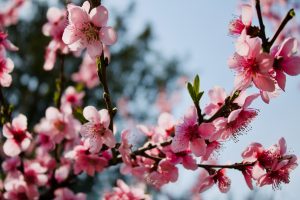Nos conseils pour planter un cerisier