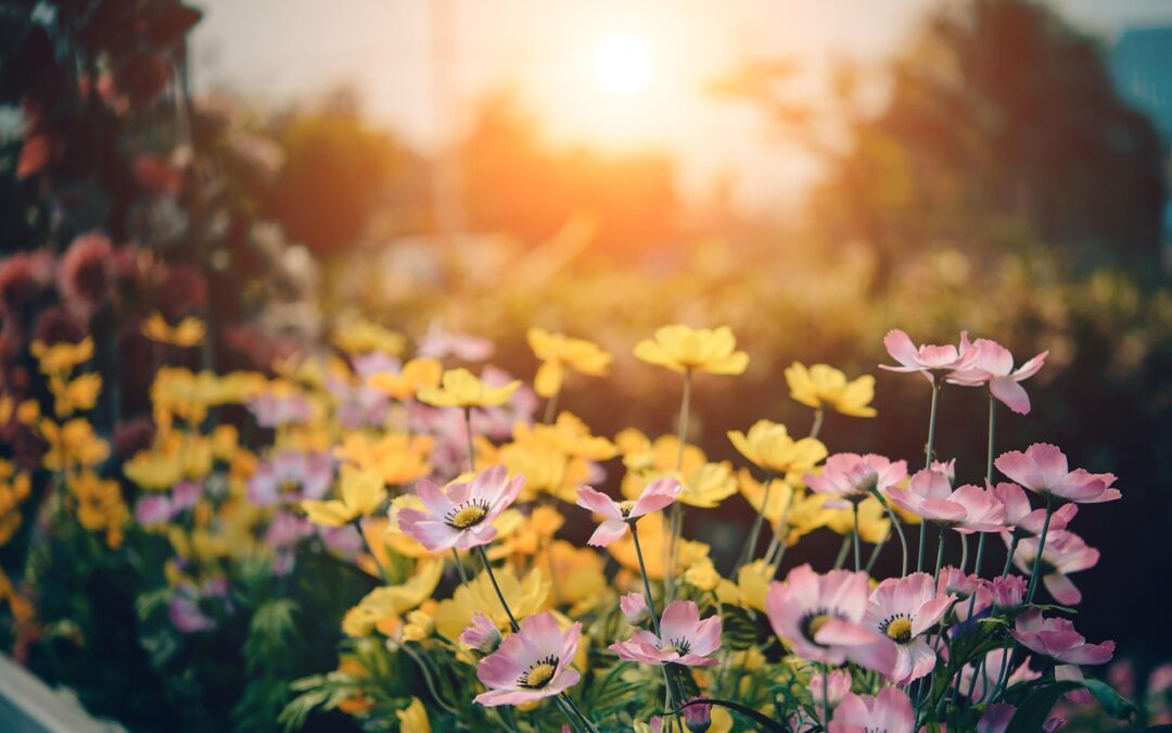 Comment avoir un jardin fleuri toute l’année