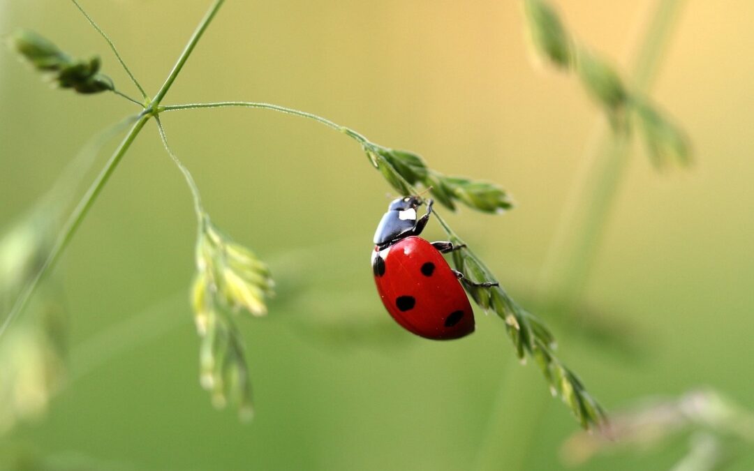 Comment lutter naturellement contre les insectes dans son jardin