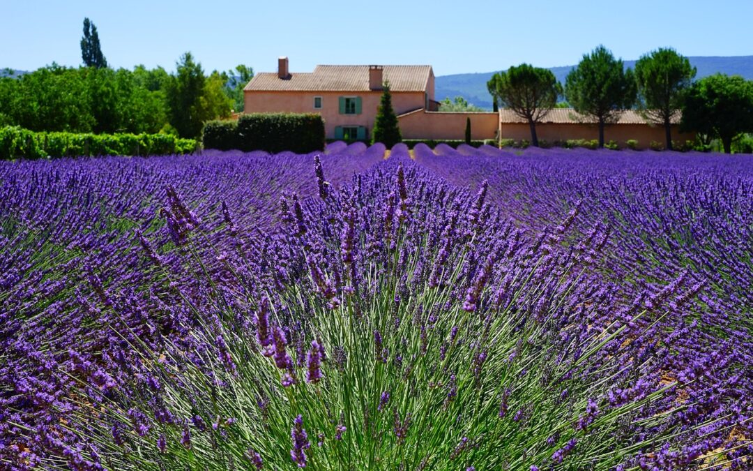 Les éléments essentiels pour créer un jardin à la française