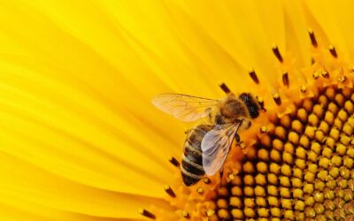 Créer un jardin d’abeilles pour soutenir la biodiversité.