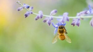 abeille qui butine de la lavande