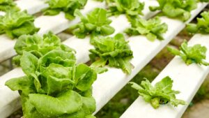 salade dans un jardin hydroponique